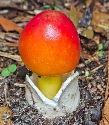 American Caesar's mushroom (Amanita jacksonii). (6/11/2015)