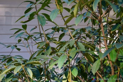 Florida anise (Illicium floridanum) recovers after temperature rises. (01-04-2018)