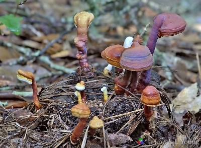 Beautiful cluster of Reishi mushrooms on small tree stump.