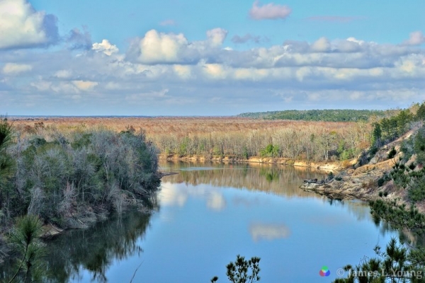 View of the Apalachicola river from Alum Bluff. (12-27-2016) - Bluffs and Ravines Preserve.