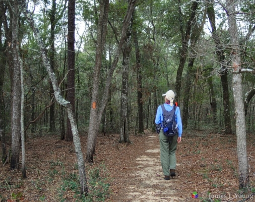 A visitor walks down the Garden of Eden Trail. (12-27-2016) - Bluffs and Ravines Preserve.