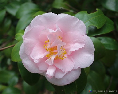 Beautiful Emily Wilson camellia flower. Named after my great aunt. (02-08-2016)-Gadsden County Florida