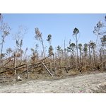 Forest damage on Lower Bay Rd. near Port Bienville, <br> southwestern Hancock Co., Mississippi.