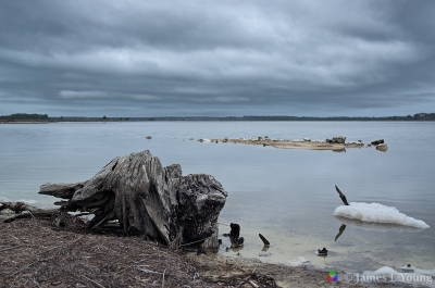 Stoney Bayou shoreline on a cool overcast winter day with an old tree stump in foreground. (1-8-2016) - St. Marks National Wildlife Refuge.