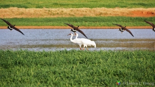 The St. Marks Cowpond whooping cranes with geese. (2/4/2012)