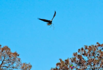 Eagle flying with stick to rebuild fire damaged nest - St Marks NWR.