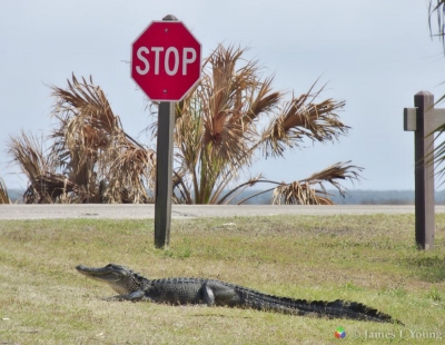 Alligaor next to stop sign. Caption reads "Stop for a bite at the boat ramp road"