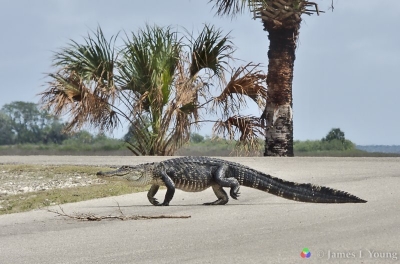 Alligator crossing road. Caption reads “Alligator playing King of the Road”
