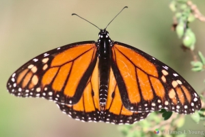 Monarch butterfly with wings open - St Marks NWR.