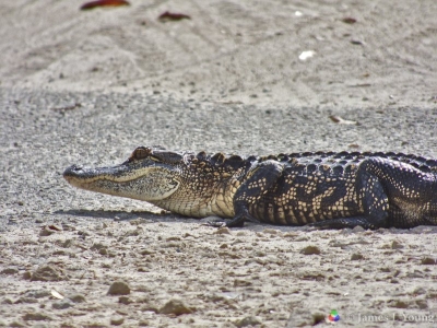 Closeup of small alligator at picnic pond parking area. (03-28-2017) - St. Marks National Wildlife Refuge.