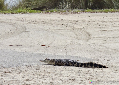 Small alligator at picnic pond parking area. (03-28-2017) - St. Marks National Wildlife Refuge.
