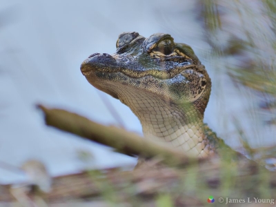 Small alligator watches from edge of canal. (03-28-2017)