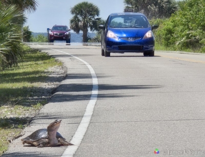 Crossing a road is very dangerous for egg laying turtles (4/23/2015). - St. Marks National Wildlife Refuge.