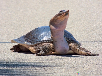 Turtle lying in road (4/23/2015). - St. Marks National Wildlife Refuge.