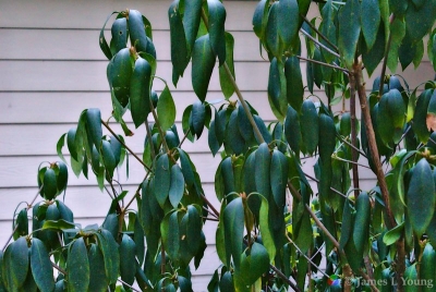 Florida anise (Illicium floridanum) droops in freezing temperatures. (01-04-2018)