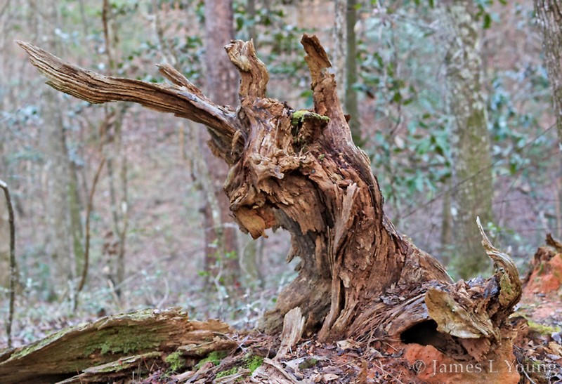 Old tree stump.