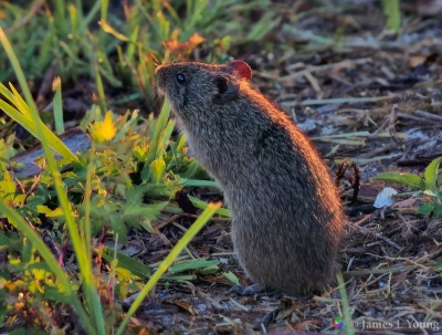 Cotton rat in early morning light. Red sky at morning cotton rats take warning. (07-11-2018) - St. Marks National Wildlife Refuge.
