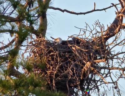 Eeagle nesting in rebuilt nest - St Marks NWR.