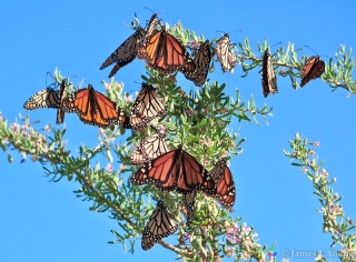 beautiful-monarch-butterfly-cluster