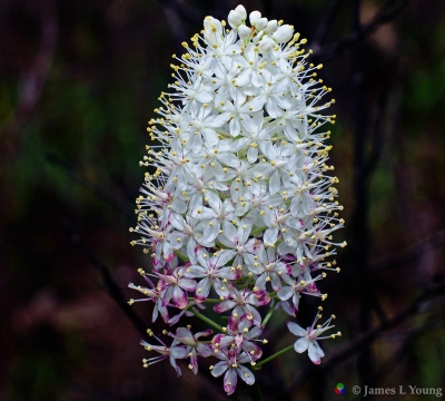 Beautiful Stenanthium densum flower (aka crowpoison). (04-21-2016) - St. Marks National Wildlife Refuge.