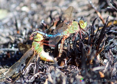 Dragonflies mating after prescribed-burn - St Marks NWR.