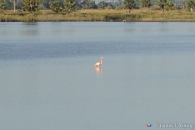 Enlarged image of the 2018 flamingo. (10-31-2018) - St. Marks National Wildlife Refuge.