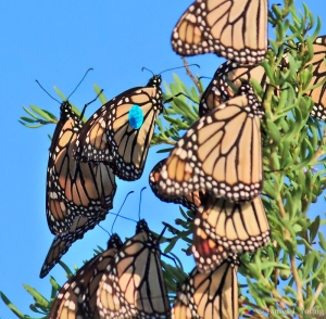 Monarch butterflies. One with tracking tag - St Marks NWR.