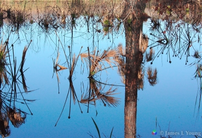 Reflections of vegetation in water pool (closeup) - St Marks NWR.