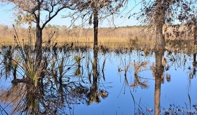 Reflections of vegetation in water pool - St Marks NWR.